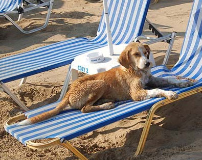 De playas y perros