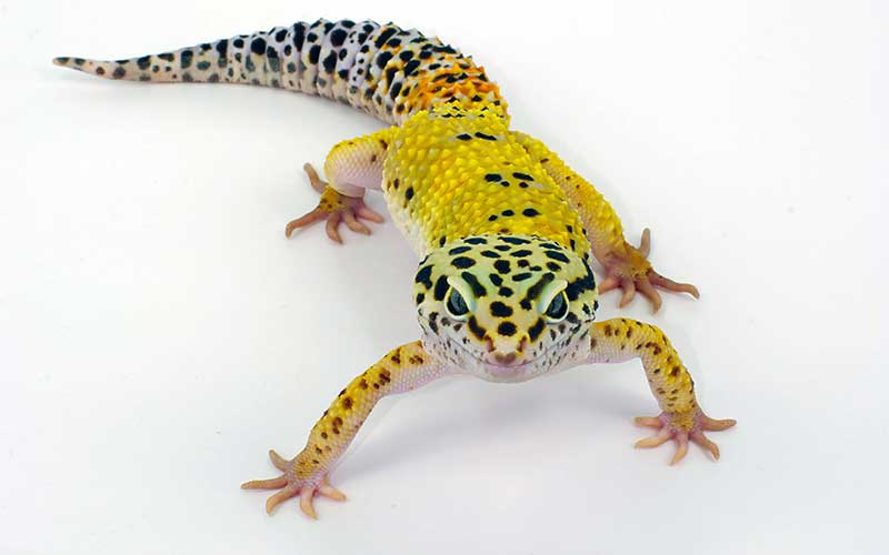 El Gecko, un gran cazador