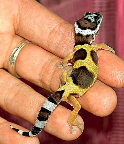 El Gecko, un pequeño compañero
