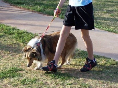 Adiestramiento de los perros, aprendiendo a pasear