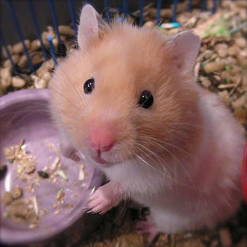 Hamster-2