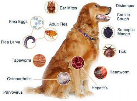 La vacunación también es parte del cuidado de tu perro