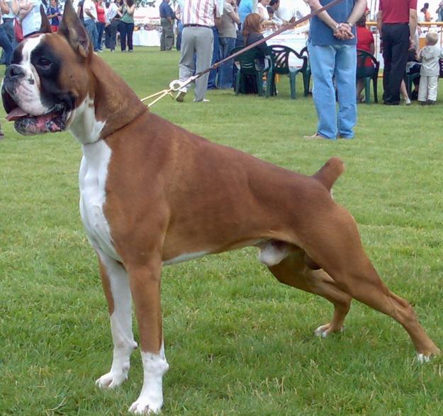 boxer caracteristicas perro