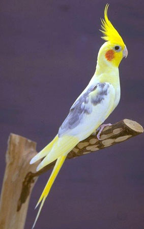 La Carolina: una preciosa ave exótica como mascota