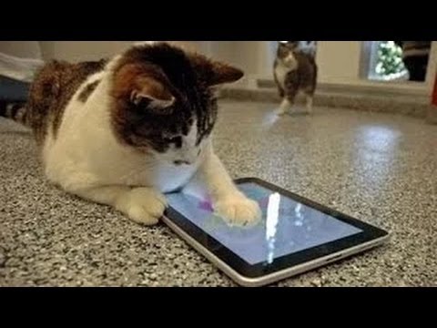 Los gatos y los iPads