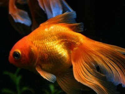 peces dorados