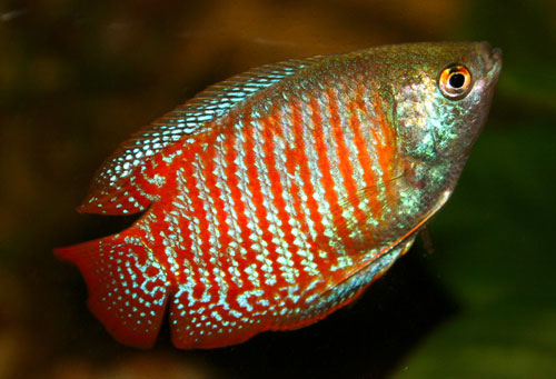 peces gourami enano