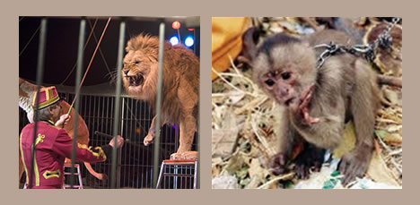 Animales exóticos en circos