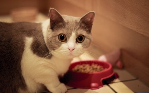 Los alimentos que deben evitar los gatos