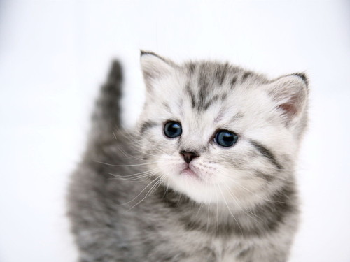 Enfermedades de Mascotas: la Toxoplasmosis de los Gatos