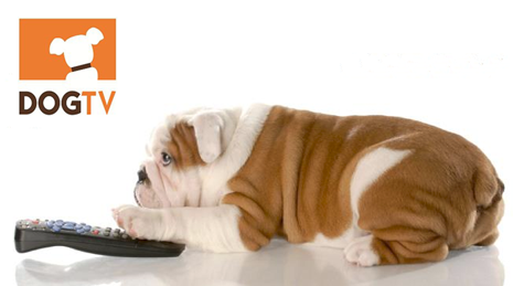 DogTV, un canal de televisión para perros