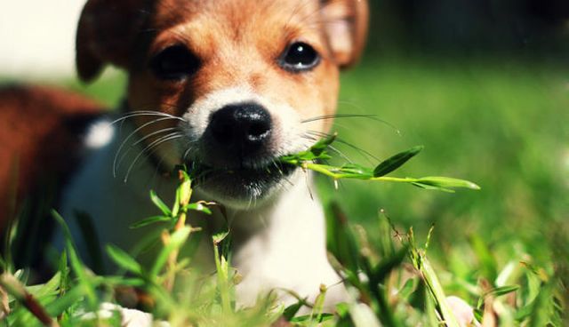 ¿Por qué mi perro come hierba y se restriega en ella?