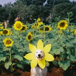 gluta-perro-feliz-tailandes-12