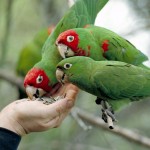 papagayos-comiendo-pipas1