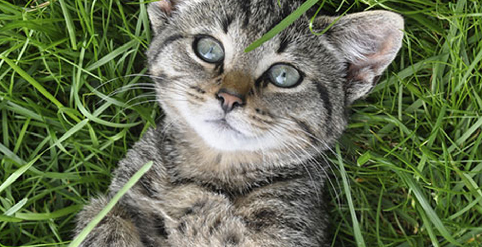 La valeriana para gatos. Efectos y cómo dársela