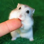 cute-hamster