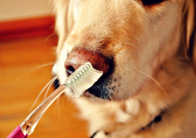 Lavarle los dientes a un perro