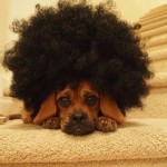 perro-con-pelo-afro