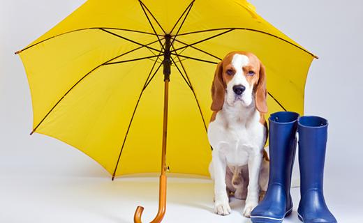 Los perros y la lluvia no casan bien