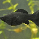 pez-molly-negro