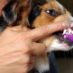 photo-pet-dental-care