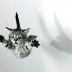 gato-volador1