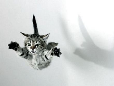 Las caídas de los gatos: cómo evitarlas
