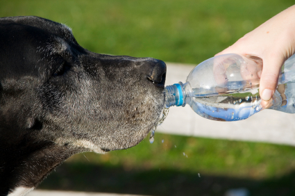 Síntomas de deshidratación en los perros