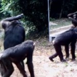 Noticia-4748-youtube-reaccion-animales-frente-espejo1