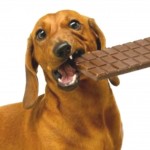 chocolate-perro