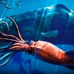 10-grandes-curiosidades-sobre-el-calamar-gigante-que-tienes-que-conocer-7-1