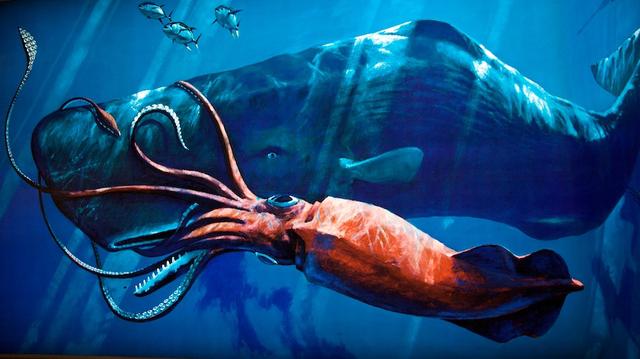 A Colossal Squid
