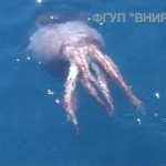 giant-squid