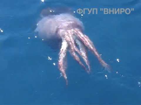 These Russian Fishermen Managed To Accidentally Catch A Colossal Squid!!