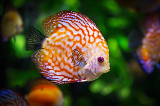 Cómo evitar el sobreabastecimiento de peces en tu acuario