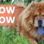 video-del-chow-chow