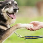 consejos-para-el-adiestramiento-de-perros-mayores-nunca-es-demasiado-tarde-para-aprender
