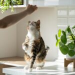 consejos-para-el-entrenamiento-de-gatos-si-los-gatos-tambien-pueden-aprender